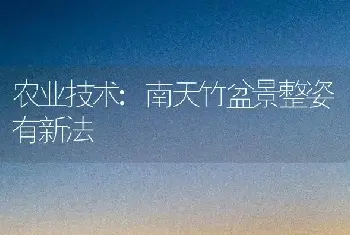 农业技术:南天竹盆景整姿有新法