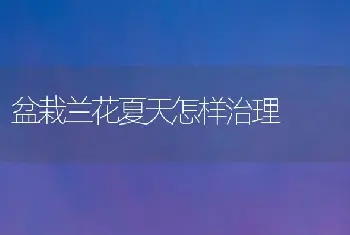 盆栽兰花夏天怎样治理