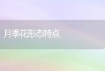 月季花形态特点