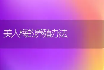 美人梅的养殖办法