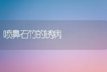 喷鼻石竹的锈病