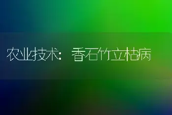 农业技术:香石竹立枯病