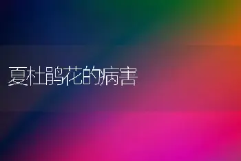 夏杜鹃花的病害