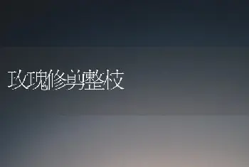 玫瑰修剪整枝