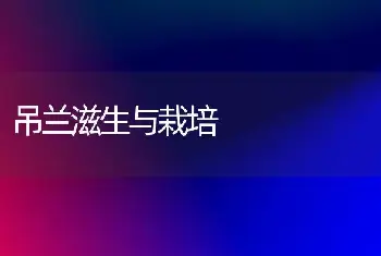 吊兰滋生与栽培