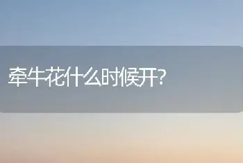 牵牛花什么时候开？