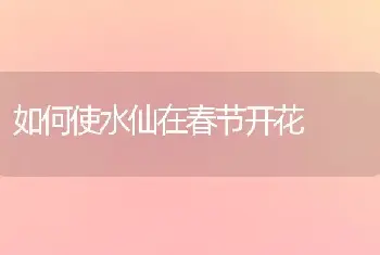 如何使水仙在春节开花