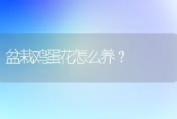 盆栽鸡蛋花怎么养？