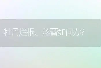 牡丹烂根、落蕾如何办？