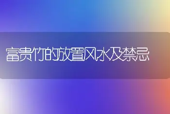 富贵竹的放置风水及禁忌