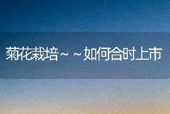 菊花栽培～～如何合时上市