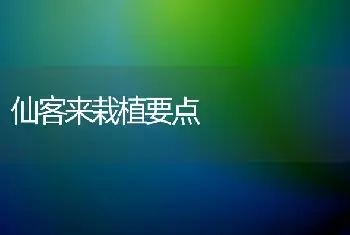 仙客来栽植要点