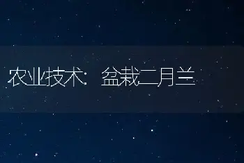 农业技术:盆栽二月兰