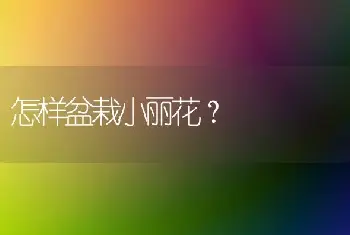 怎样盆栽小丽花？