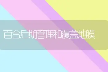 百合后期管理和覆盖地膜