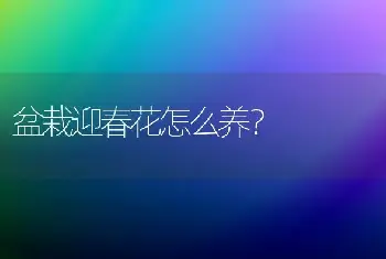 盆栽迎春花怎么养？