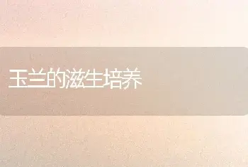 玉兰的滋生培养