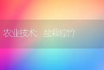 农业技术:盆栽棕竹