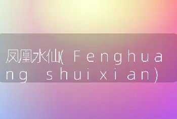 凤凰水仙(Fenghuang shuixian)