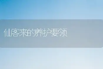 仙客来的养护要领