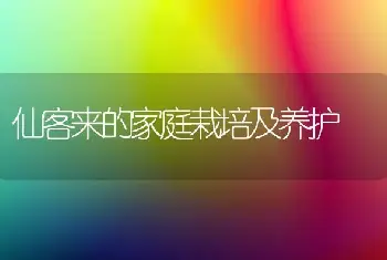 仙客来的家庭栽培及养护