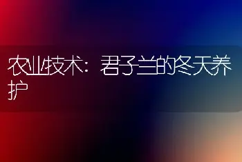 农业技术:君子兰的冬天养护