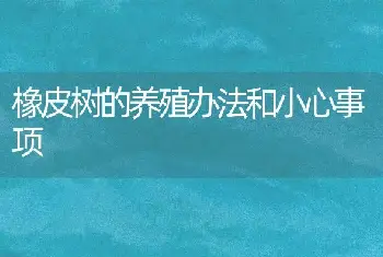 橡皮树的养殖办法和小心事项