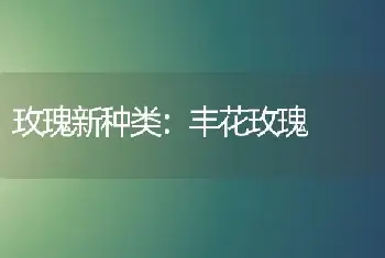 玫瑰新种类：丰花玫瑰