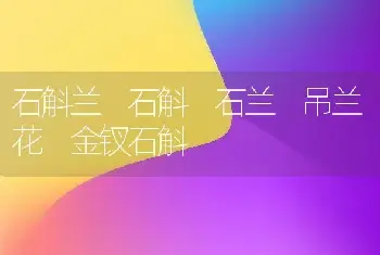 石斛兰 石斛 石兰 吊兰花 金钗石斛