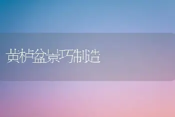 黄栌盆景巧制造