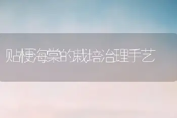 贴梗海棠的栽培治理手艺