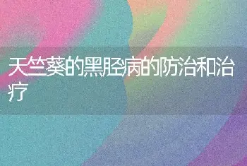 天竺葵的黑胫病的防治和治疗