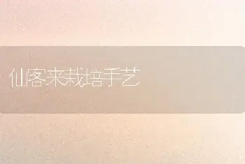 仙客来栽培手艺