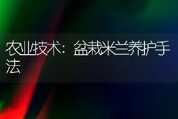 农业技术:盆栽米兰养护手法