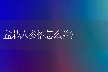 盆栽人参榕怎么养？