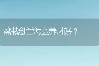 盆栽剑兰怎么养才好？