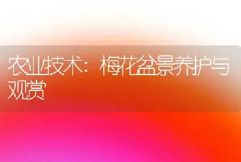 农业技术:梅花盆景养护与观赏