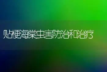 贴梗海棠虫害防治和治疗