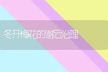 冬开梅花的谢后治理