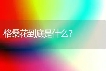 格桑花到底是什么？