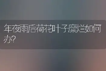 年夜雨后荷花叶子糜烂如何办？