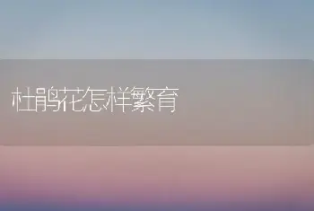 杜鹃花怎样繁育