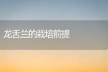 龙舌兰的栽培前提