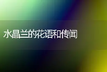 水晶兰的花语和传闻