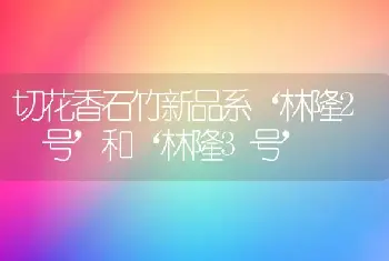 切花香石竹新品系‘林隆2 号’和‘林隆3号’