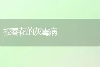 报春花的灰霉病