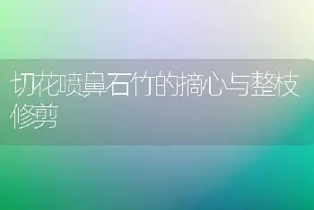 切花喷鼻石竹的摘心与整枝修剪