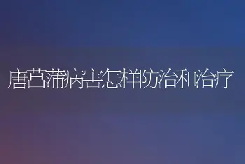 唐菖蒲病害怎样防治和治疗