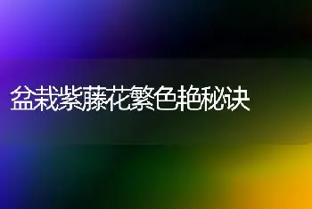 盆栽紫藤花繁色艳秘诀