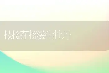 枝接芽接滋生牡丹